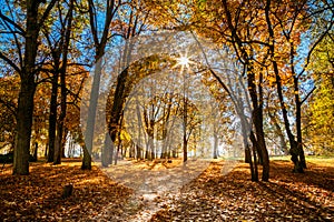 Golden trees and a shining sun in Verkiai regional park