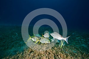 Golden trevally