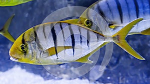 Golden trevally ,Gnathanodon speciosus