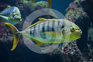 Golden trevally Gnathanodon speciosus