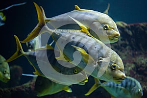 Golden trevally Gnathanodon speciosus