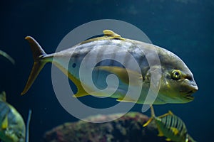 Golden trevally Gnathanodon speciosus