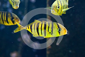 Golden trevally Gnathanodon speciosus.