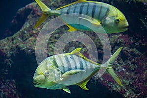 Golden trevally Gnathanodon speciosus