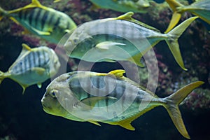 Golden trevally Gnathanodon speciosus