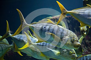 Golden trevally Gnathanodon speciosus