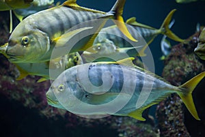 Golden trevally Gnathanodon speciosus