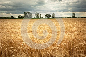 Golden triticale field, horizon and clouds on the sky