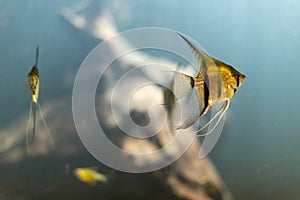 Golden tropical fish swimming under water