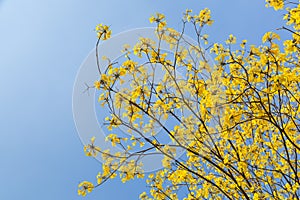 Golden Trumpet flower