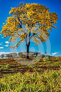 Golden trumpet tree, aka Yellow Ipe, isolated on harvested sugar cane field in sunny morning with blue sky. Tabebuia Alba tree