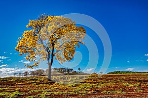 Golden trumpet tree, aka Yellow Ipe, isolated on harvested sugar cane field in sunny morning with blue sky. Tabebuia Alba tree