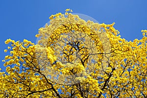 Golden trumpet tree in full bloom with blue sky background