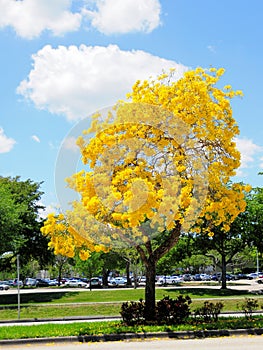 Golden trumpet tree in full bloom in median, Florida