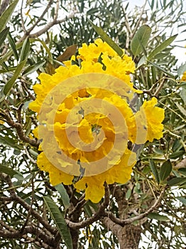 golden trumpet tree with golden yellow flowers