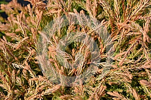 Golden Tuffet Arborvitae