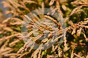 Golden Tuffet Arborvitae