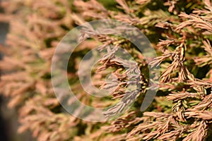 Golden Tuffet Arborvitae