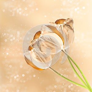 Golden tulip flowers over blurred background photo