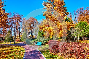 The golden tulip tree and red ninebark bushes in autumn park