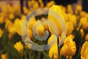 A golden tulip on yellow background