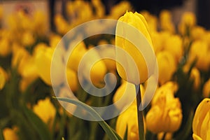 A golden tulip on yellow background photo