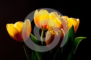 Golden tulips