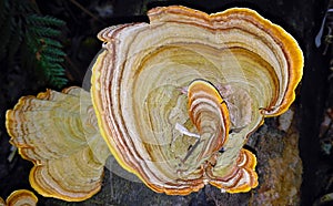 Golden Turkey tail fungi (Stereum ostrea) photo