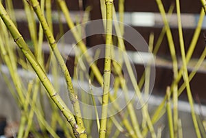 Golden-twig dogwood (Cornus sericea 'Flaviramea') branches. photo