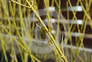 Golden-twig dogwood (Cornus sericea 'Flaviramea') branches. photo