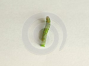 Golden Twin-spot moth larva