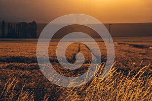 Golden vegetation of rural field in sunlight