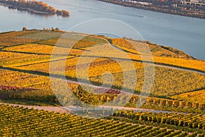 Golden vineyard along river Rhine