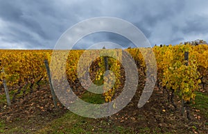 Golden vineyard and cloudy sky