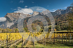 Golden vineyards and grapevines in the mountain landscape of the Maienfeld region in Switzerland