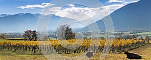 Golden vineyards and grapevines in the mountain landscape of the Maienfeld region in Switzerland