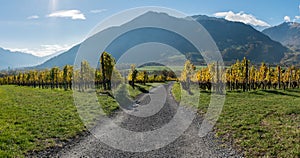 Golden vineyards and grapevines in the mountain landscape of the Maienfeld region in Switzerland with a gravel road