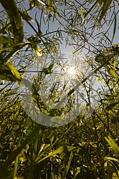 Golden warm looking photo of tall rapeseed plants and wild oats with sun shining through them in the background photo