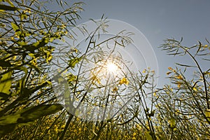 Golden warm looking photo of tall rapeseed plants and wild oats with sun shining through them in the background photo