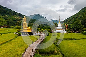 Golden Wat Na Ku Ha temple next to a white pagoda with a bamboo bridge over a green rice field