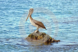 Golden Watch - Californian Brown Pelican's Tranquil Perch