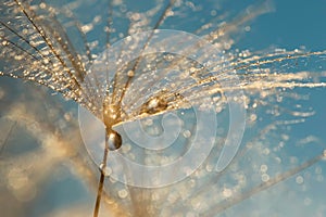 Golden water drop on a dandelion. Macro of a dandelion on a blue background.