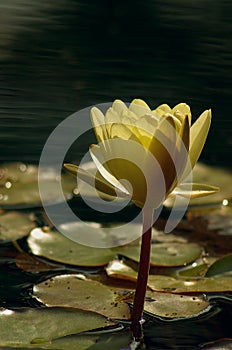 Golden Water Lily