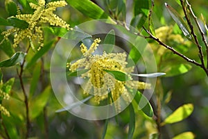 Golden wattle, Acacia pycnantha, 13.