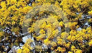 Golden Wattle Acacia pycnantha