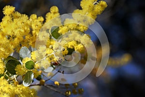 Golden wattle and bee