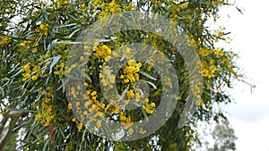 Golden Wattle Blossoms in the Spring