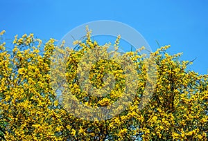 Golden Wattle flowering tree