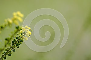 Golden wattle starting to flower, later winter, South Australia