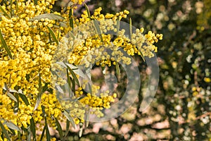 Golden wattle tree with bright yellow flowers in bloom, blurred background and copy space